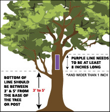 Illustration showing landowners correct placement of purple paint on trees to signify no tresspassing.