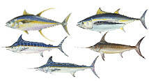 Atlantic tunas, swordfish, and billfish