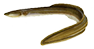 American Eel