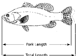 Illustration showing how to measure fish correctly.