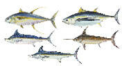 Atlantic tunas, swordfish, and billfish