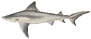 Sandbar Shark