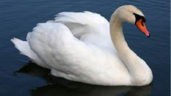 Image showing a Mute Swan.