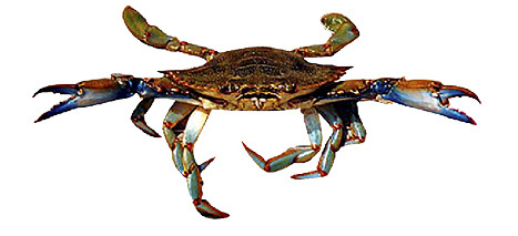 Crab, Blue