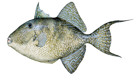 Triggerfish (Gray)