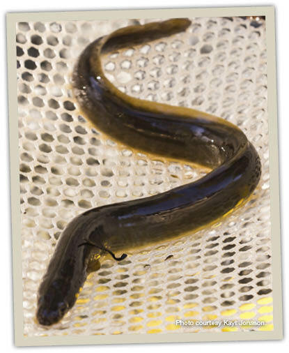A picture of an American Eel
