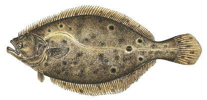 Commonly caught species; Summer Flounder.