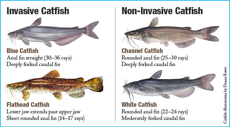 Diagram of Differences Between Invasive Catfish and Non-Invasive Catfish