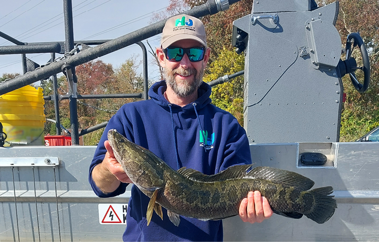 Principal Biologist Chris Smith with Northern Snakehead captured from the Salem Canal.