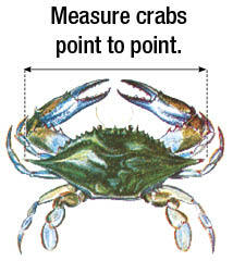 Diagram showing how to measure a crab