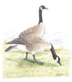 Illustration of Canada Goose.