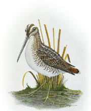 Illustration of a Snipe.