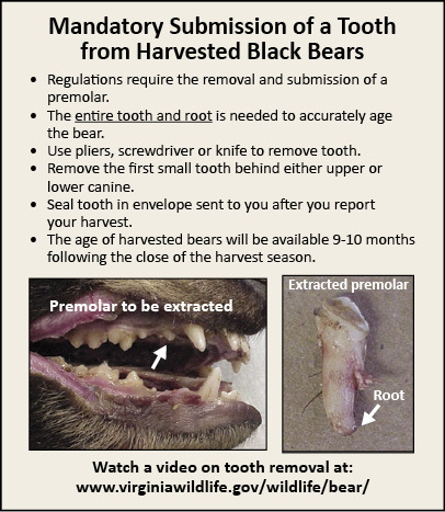 Image explaing the mandatory submission of a tooth from harvested black bears.
