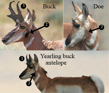 Antelope Characteristics