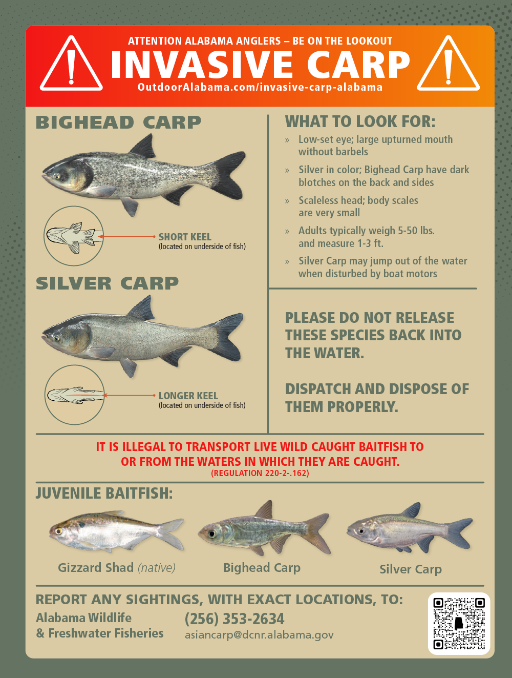 Educational poster warning Alabama anglers about invasive carp species. Features images of bighead carp, silver carp, and juvenile baitfish, with identification tips, legal reminders, and contact information for reporting sightings to Alabama Wildlife and Freshwater Fisheries.