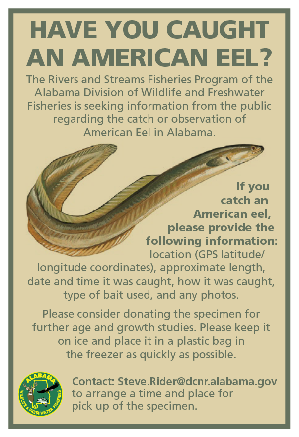 Please report sightings of American Eel in Alabama