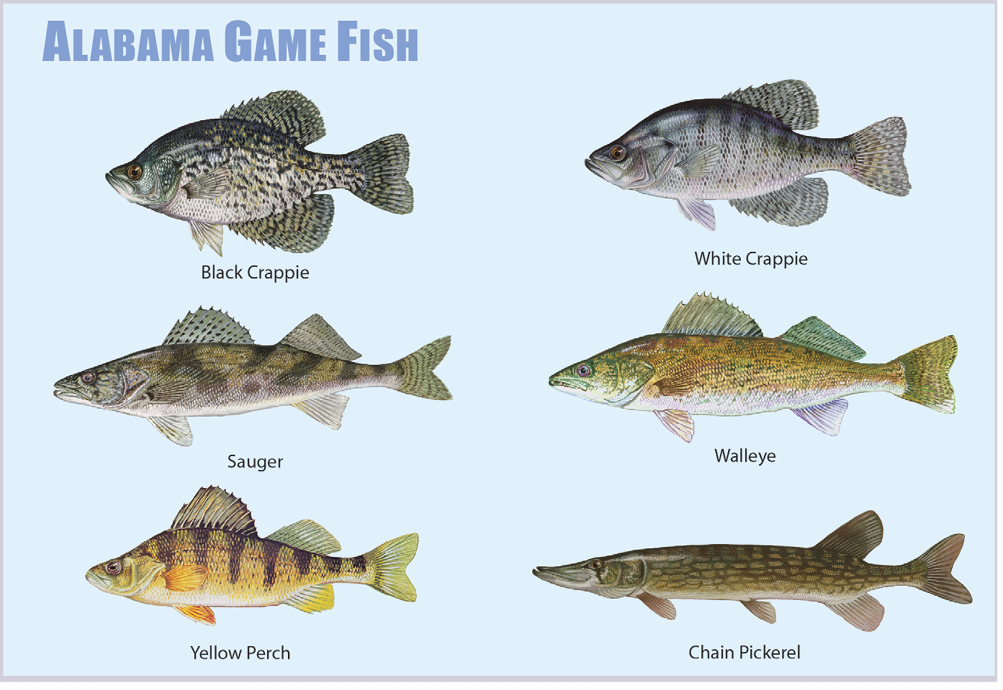 Illustrated chart of Alabama game fish species showing black crappie, white crappie, sauger, walleye, yellow perch, and chain pickerel.