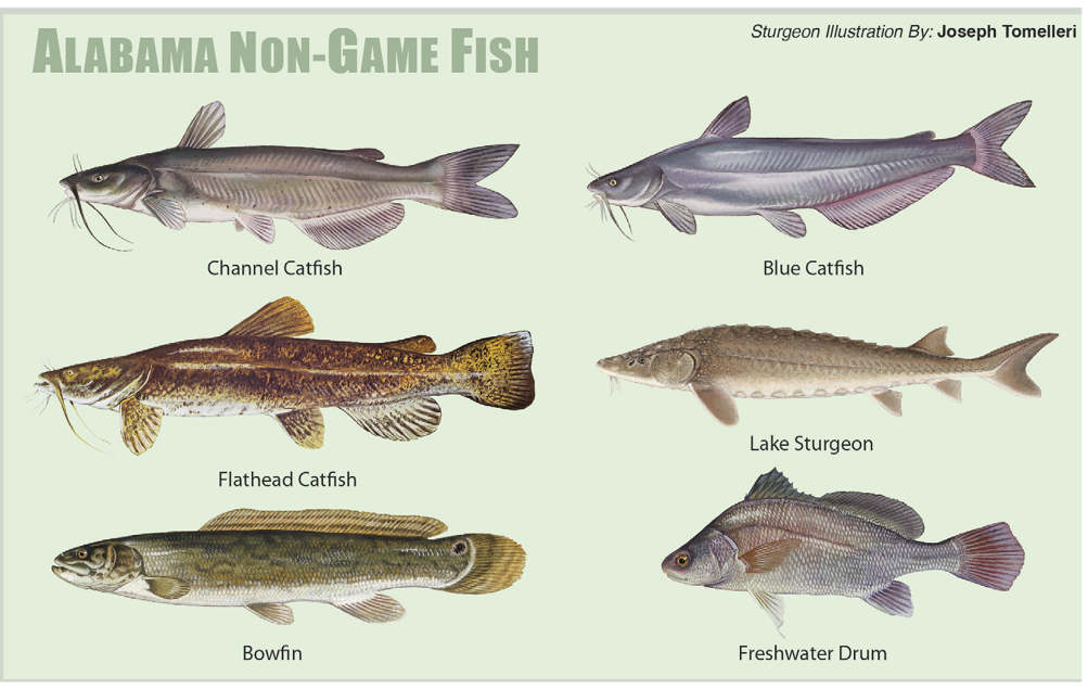Illustrated chart of Alabama non-game fish species showing channel catfish, blue catfish, flathead catfish, lake sturgeon, bowfin, and freshwater drum.