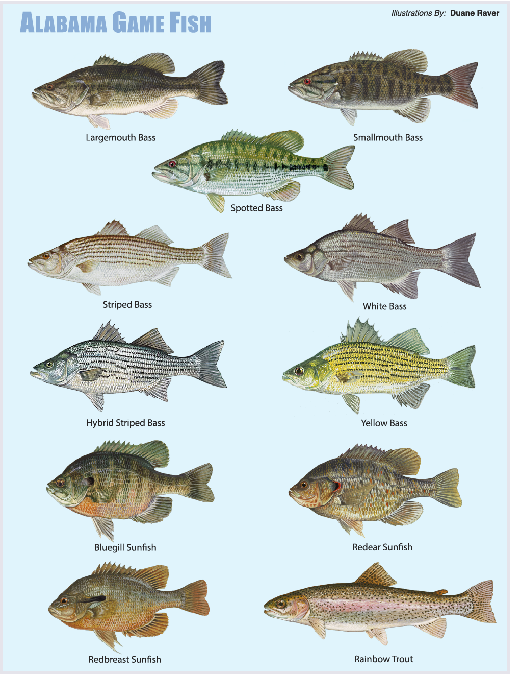 Illustrated chart of Alabama game fish species including largemouth bass, smallmouth bass, spotted bass, striped bass, white bass, hybrid striped bass, yellow bass, bluegill sunfish, redear sunfish, redbreast sunfish, and rainbow trout.