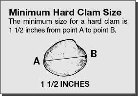 Illustration showing the minimum hard clam size.