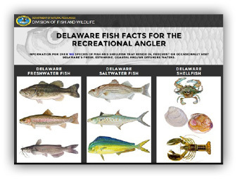 Delaware Fish Facts for The Recreational Angler