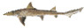 Smoothhound and Spiney Dogfish Shark