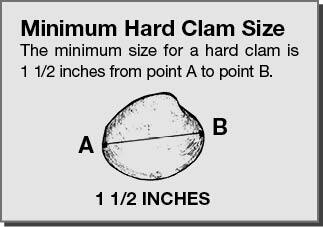 Illustration showing the minimum hard clam size.