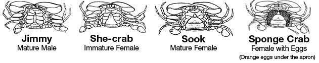 Variations of Blue Crab gender and mature nature.