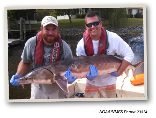 Two researchers wearing life vests and gloves holding a large sturgeon on a boat during a permitted research activity.