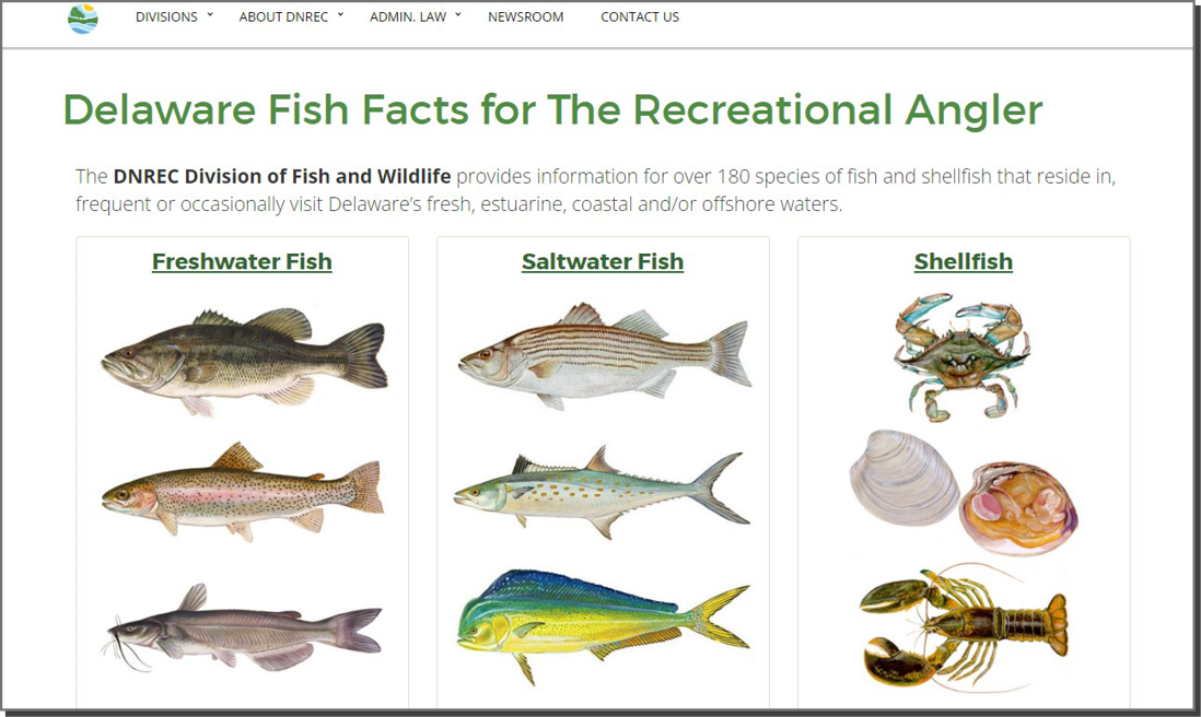 Delaware Fish Facts webpage showing freshwater fish, saltwater fish, and shellfish categories with species illustrations.
