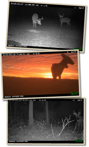 Trail Camera Photos of Deer