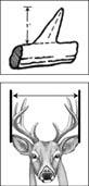 Illustrations showing how to properly measure a antler point height and antler spread width.