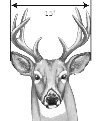 Illustration of a white-tailed buck with a 15-inch antler spread, measured from the widest points of the outer antlers.