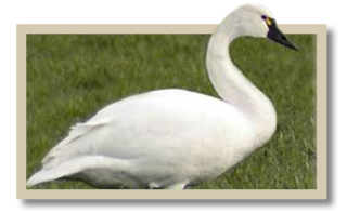 Close-up image of a tundra swan standing on grass, showing its white feathers, black bill, and distinctive yellow spot near the eye.