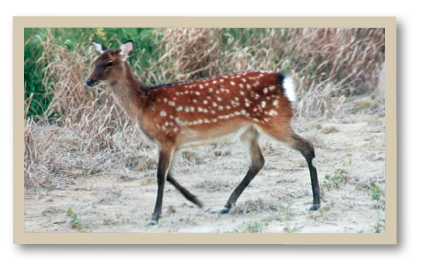 Photo of a hind (female) sika deer walking along a grassy and sandy path, showing its reddish-brown coat with white spots and short tail.
