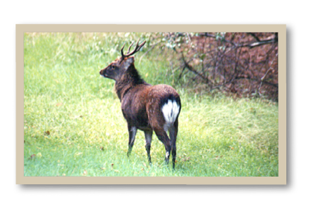 Photo of a stag (male) sika deer standing in a grassy field, showing antlers and a distinct white rump patch, facing away from the camera.