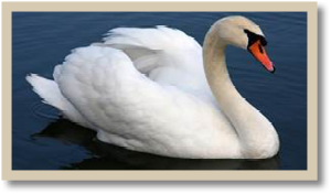 aMute swan swimming on a dark pond, showing its curved neck, white feathers, and distinctive orange bill with a black knob at the base.Mute swan gliding across calm water, displaying its all-white plumage and solid black bill with no yellow markings.