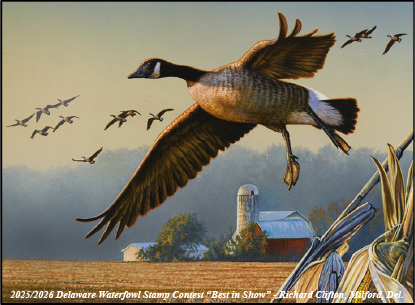 Illustration of a Canada goose landing in a harvested cornfield with a farmhouse and silo in the background, winner of the 2025/2026 Delaware Waterfowl Stamp Contest.