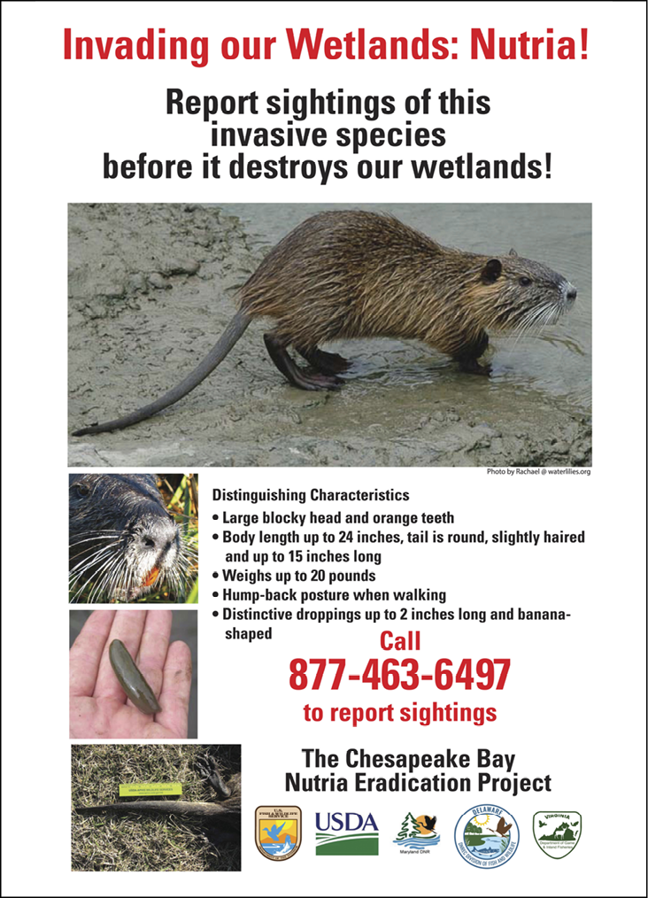 Public awareness poster warning about nutria, an invasive wetland species. Includes photos of nutria, key identifying traits, and a hotline (877-463-6497) to report sightings for the Chesapeake Bay Nutria Eradication Project.