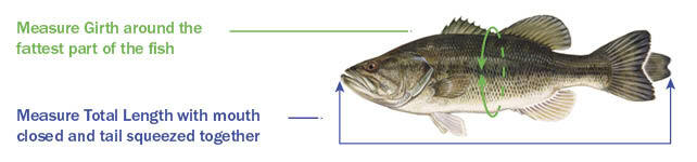 Illustration showing how to correctly measure your fish.