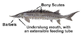 Image showing identifying features of sturgeon.