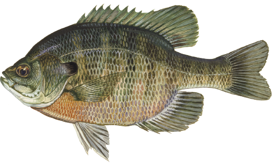 Illustration of a bluegill sunfish, a popular freshwater panfish with a round body, dark vertical bars, and a distinct black ear flap on the gill cover.