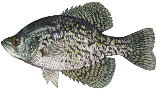 Illustration of a black crappie, a freshwater panfish with a deep, laterally compressed body and speckled black markings on a silver-green background.