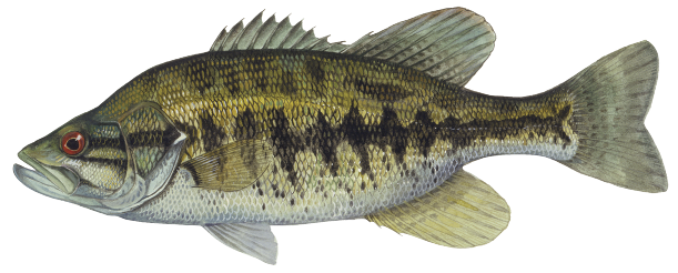Illustration of a Suwannee bass, a small, greenish freshwater fish with bold black markings and a robust body, native to North Florida rivers.
