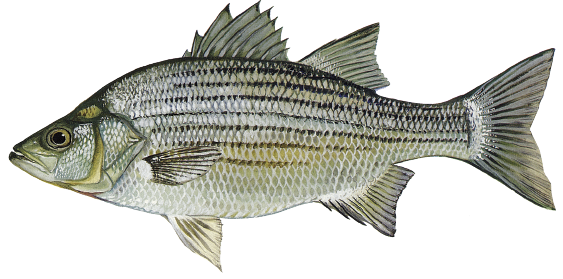 Illustration of a white bass with a silvery body, faint horizontal stripes, and a slightly arched back.