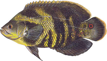 Illustration of an Oscar fish, a deep-bodied species with dark, iridescent scales, bright yellow-orange markings, and a red-ringed eyespot near its tail.