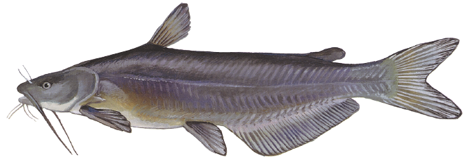 Illustration of a blue catfish, a large fish with a blue-gray body, deeply forked tail, and long barbels around the mouth.