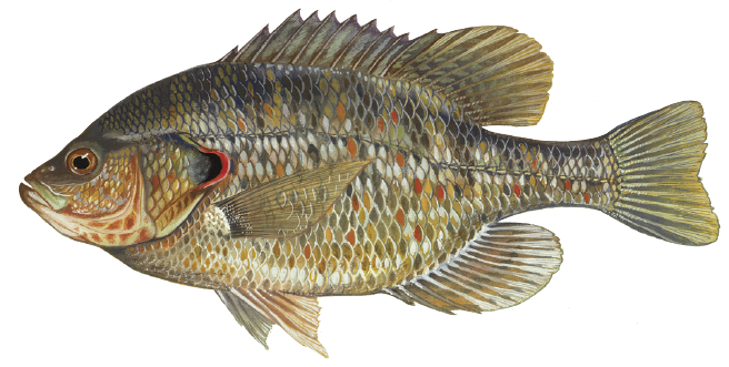 Illustration of a redear sunfish, also known as a shellcracker, showing its golden scales, red-edged gill flap, and deep, laterally compressed body.
