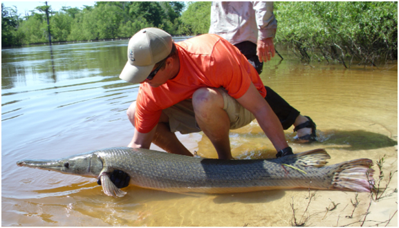 Angler releasing a large alligator gar into shallow freshwater near a forested shoreline.