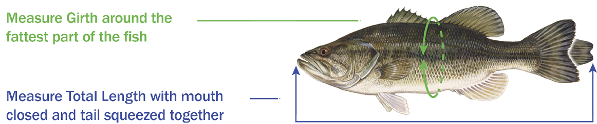 Illustration showing how to measure a fish: girth is measured around the widest part of the body, and total length is measured with the mouth closed and tail squeezed together.